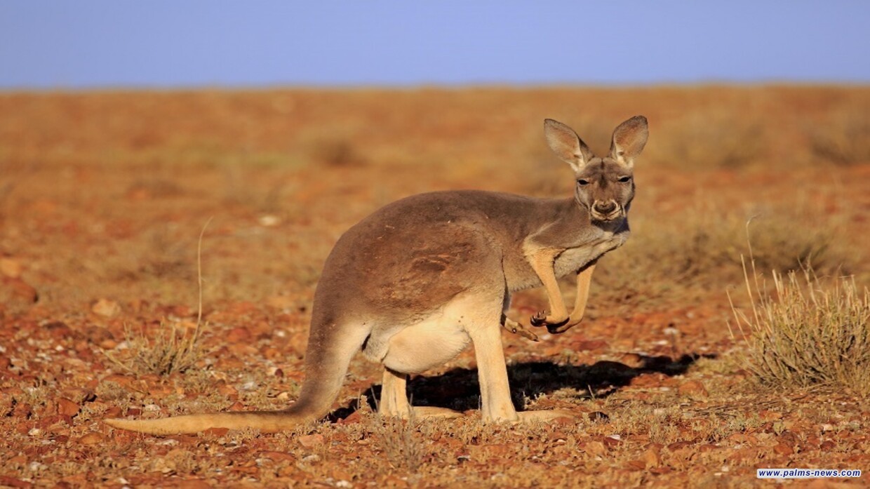 أستراليا.. إنماء أول جنين كنغر في العالم باستخدام التلقيح الاصطناعي
